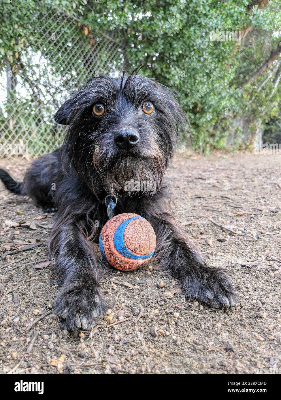 Cani che giocano in un parco per cani in California Foto Stock