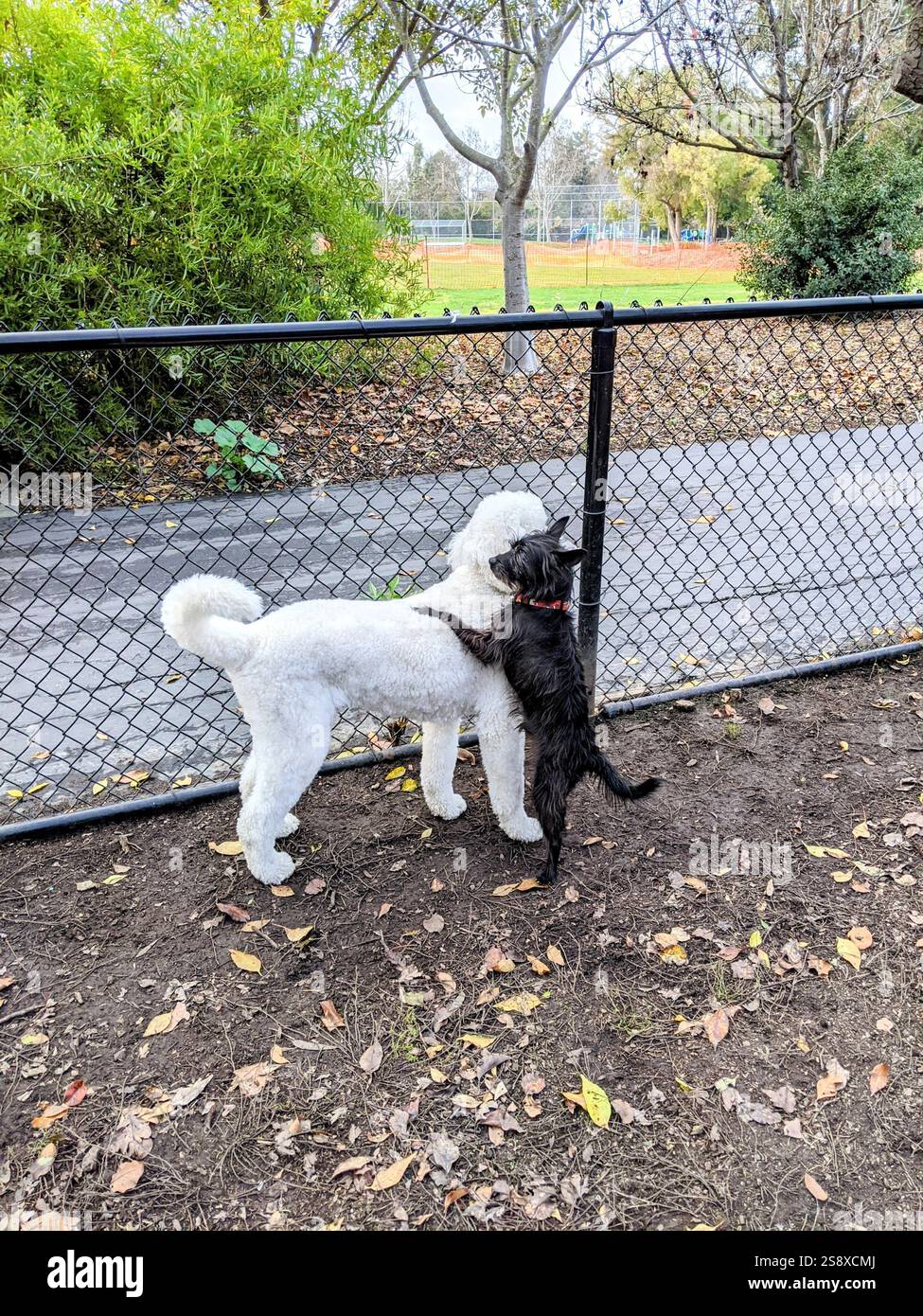 Cani che giocano in un parco per cani in California Foto Stock
