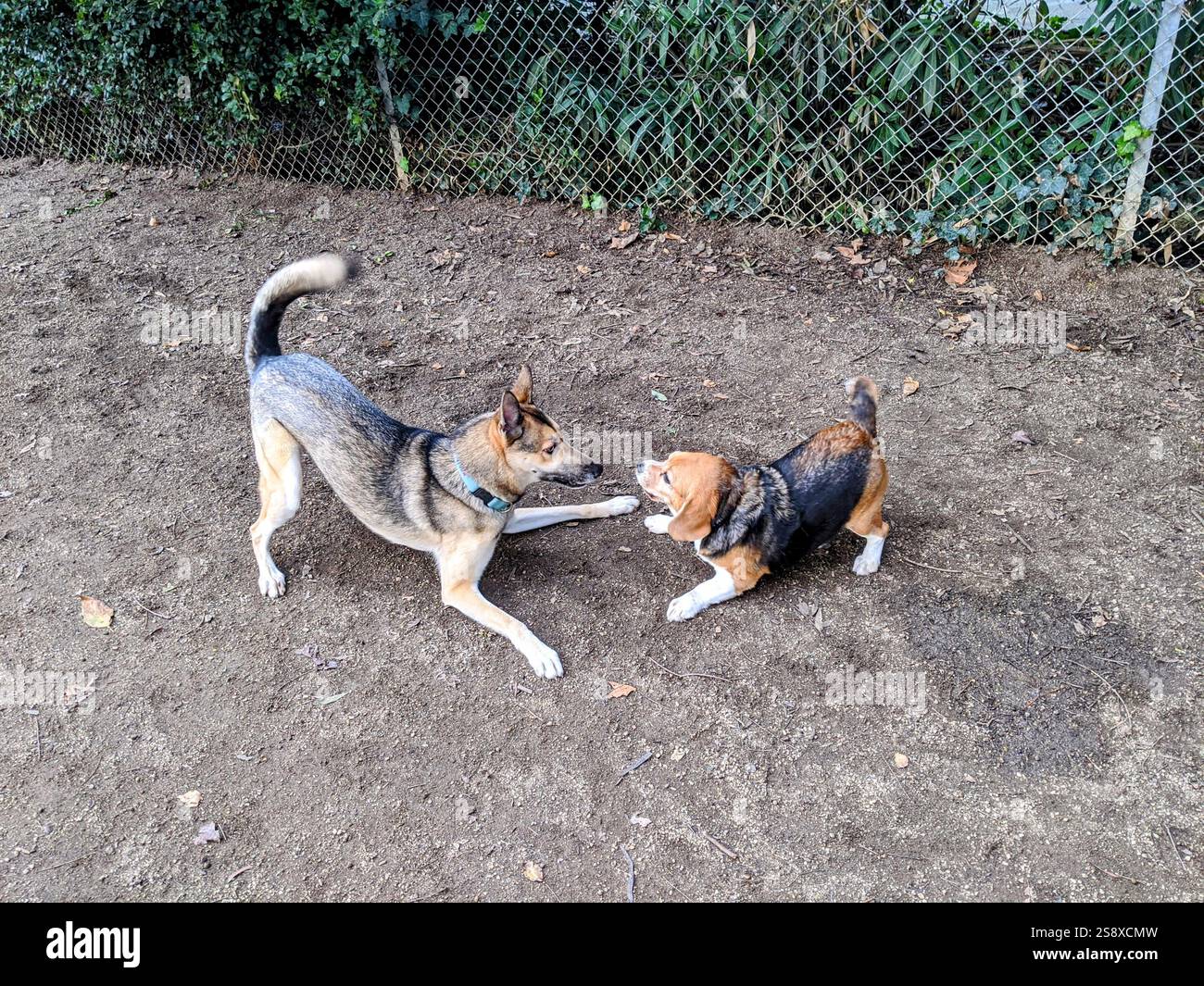 Cani che giocano in un parco per cani in California Foto Stock