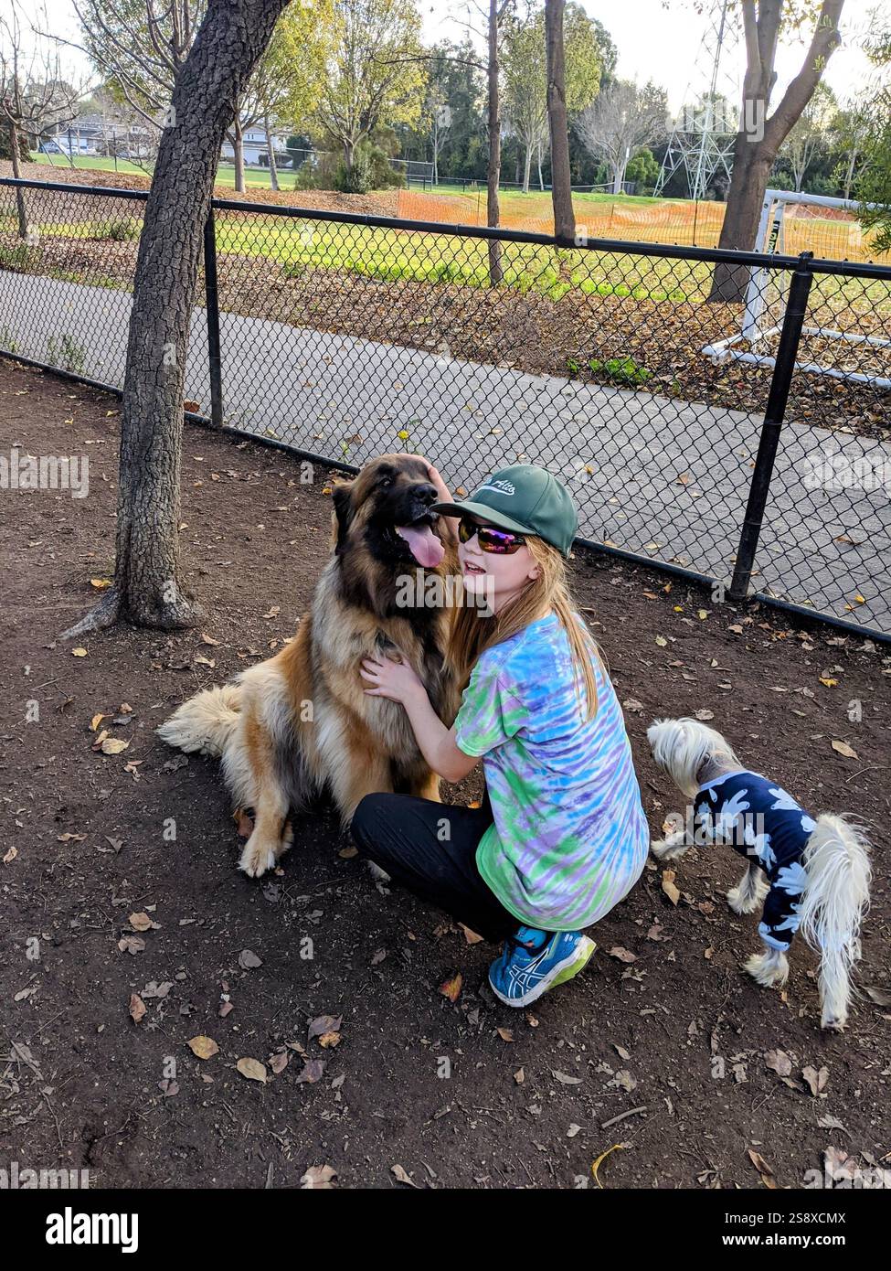 Cani che giocano in un parco per cani in California Foto Stock Cani che giocano in un parco per cani in California Foto Stock