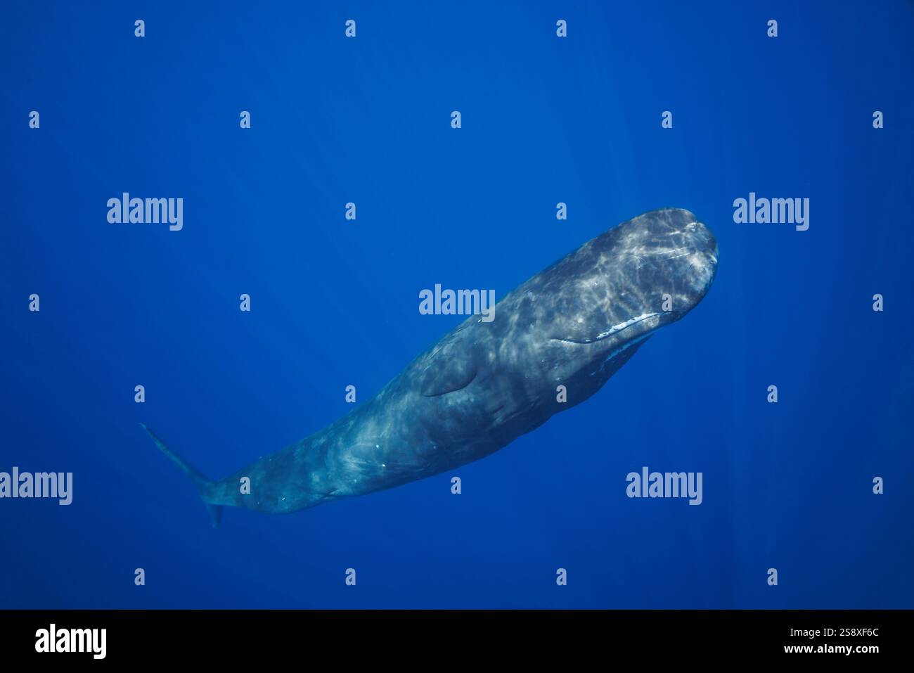 Il Physeter macrocephalus è il più grande di tutti i cetacei dentati. I maschi possono raggiungere i 60 piedi di lunghezza. La Repubblica Democratica di Foto Stock