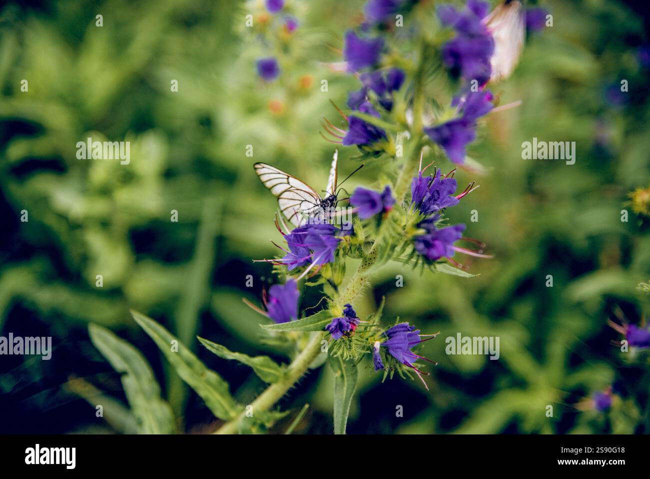 Bella farfalla seduta su fiori selvatici e bere nettare, impollinazione delle piante da parte degli insetti Foto Stock