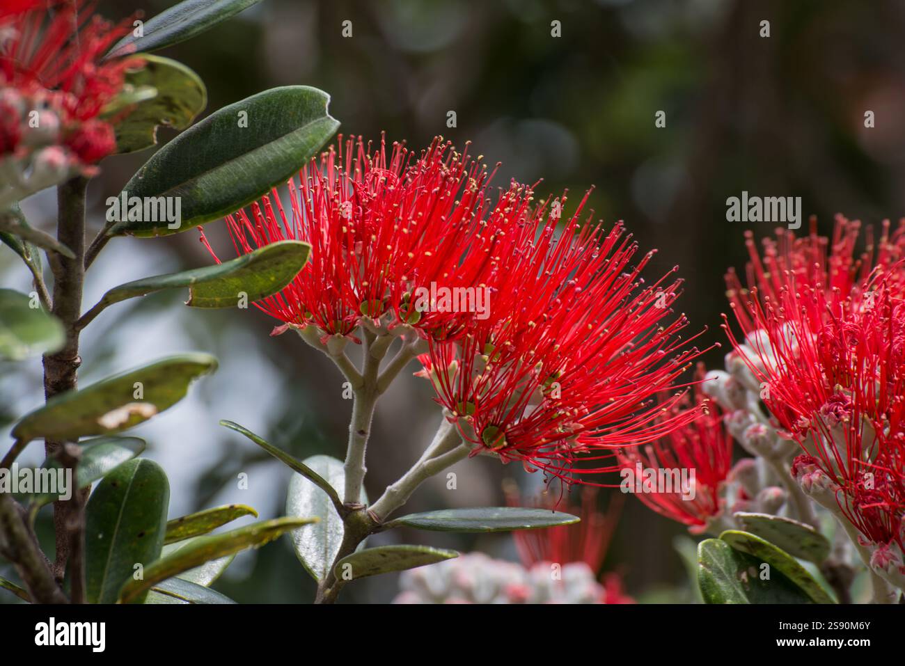 Un primo piano dei fiori di un albero di Pohutukawa (Metrosideros excelsa) noto anche come albero di Natale della nuova Zelanda. Nuova Zelanda Foto Stock