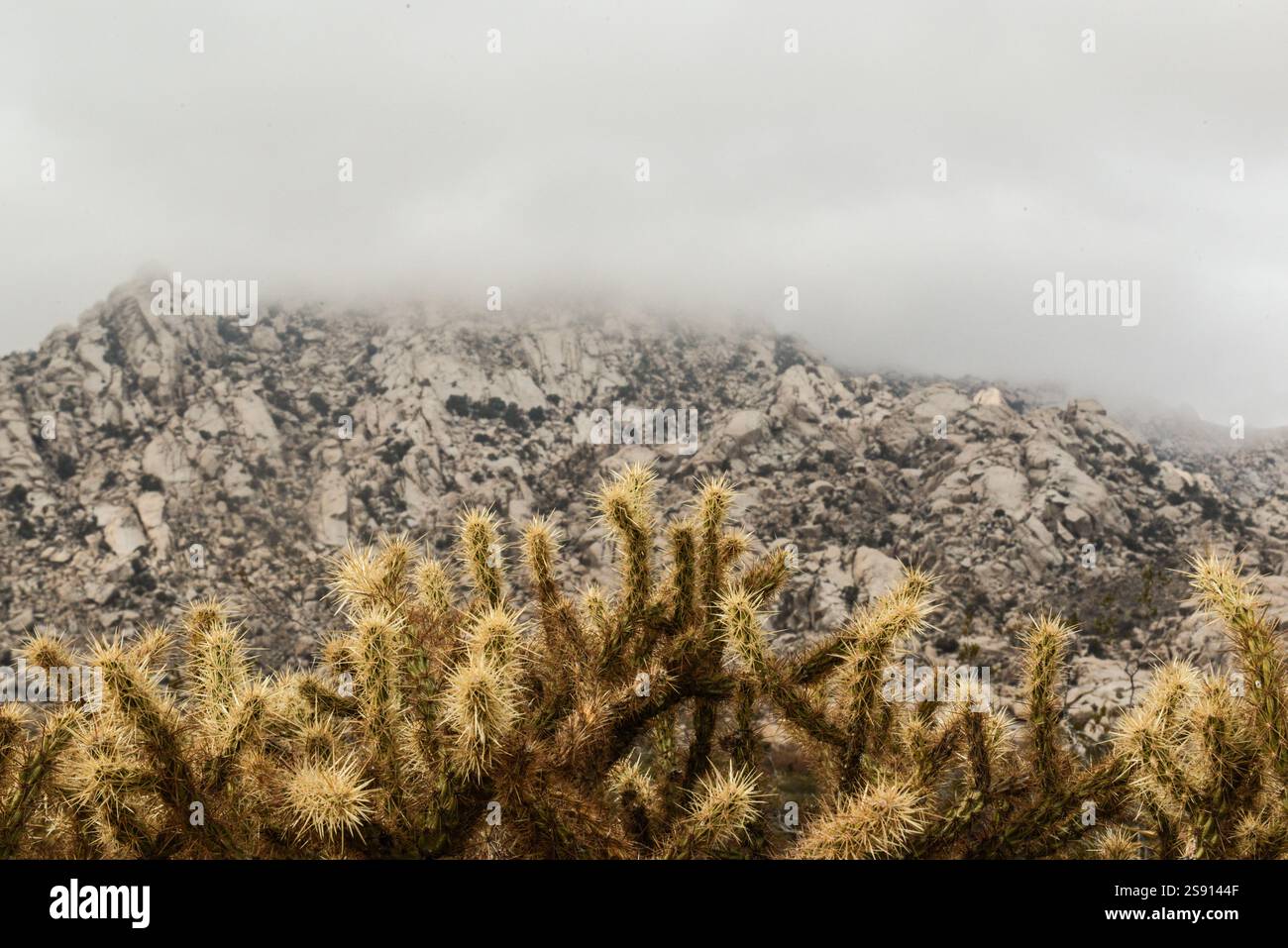 Cactus Cholla in primo piano, montagne e nuvole nel retro Foto Stock