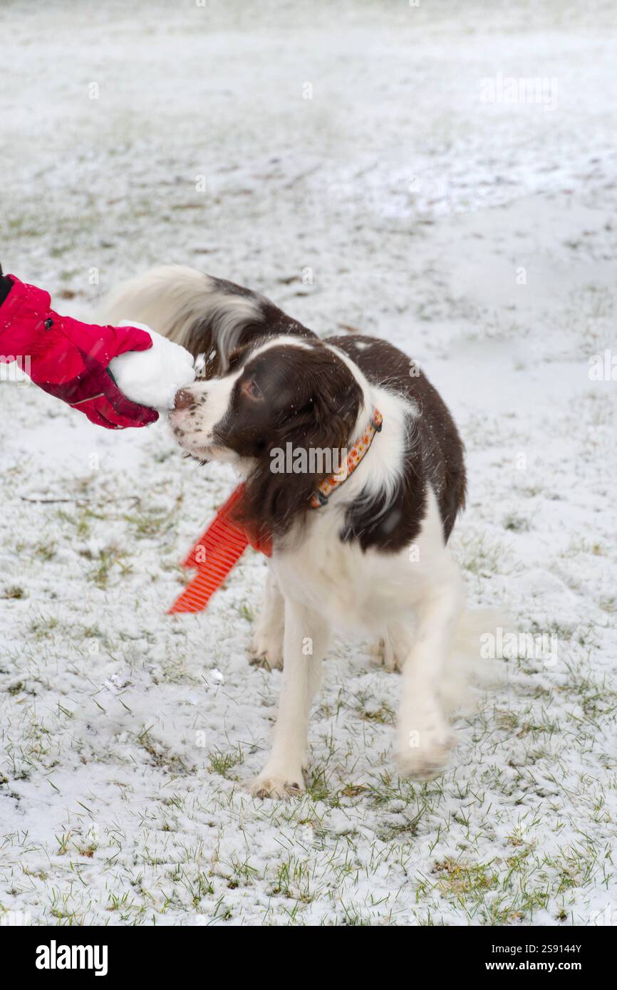 Cane che gioca con la palla di neve Foto Stock