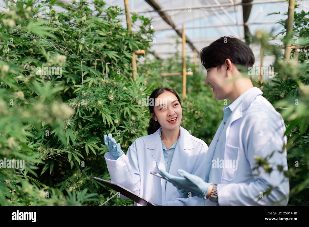 Discussione collaborativa tra scienziati in una serra di cannabis sulla ricerca sulle piante. Foto Stock