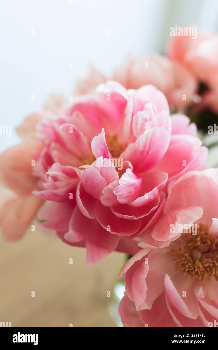 Primo piano dei petali di peonia con fascino di corallo rosa chiaro STILL Life Foto Stock
