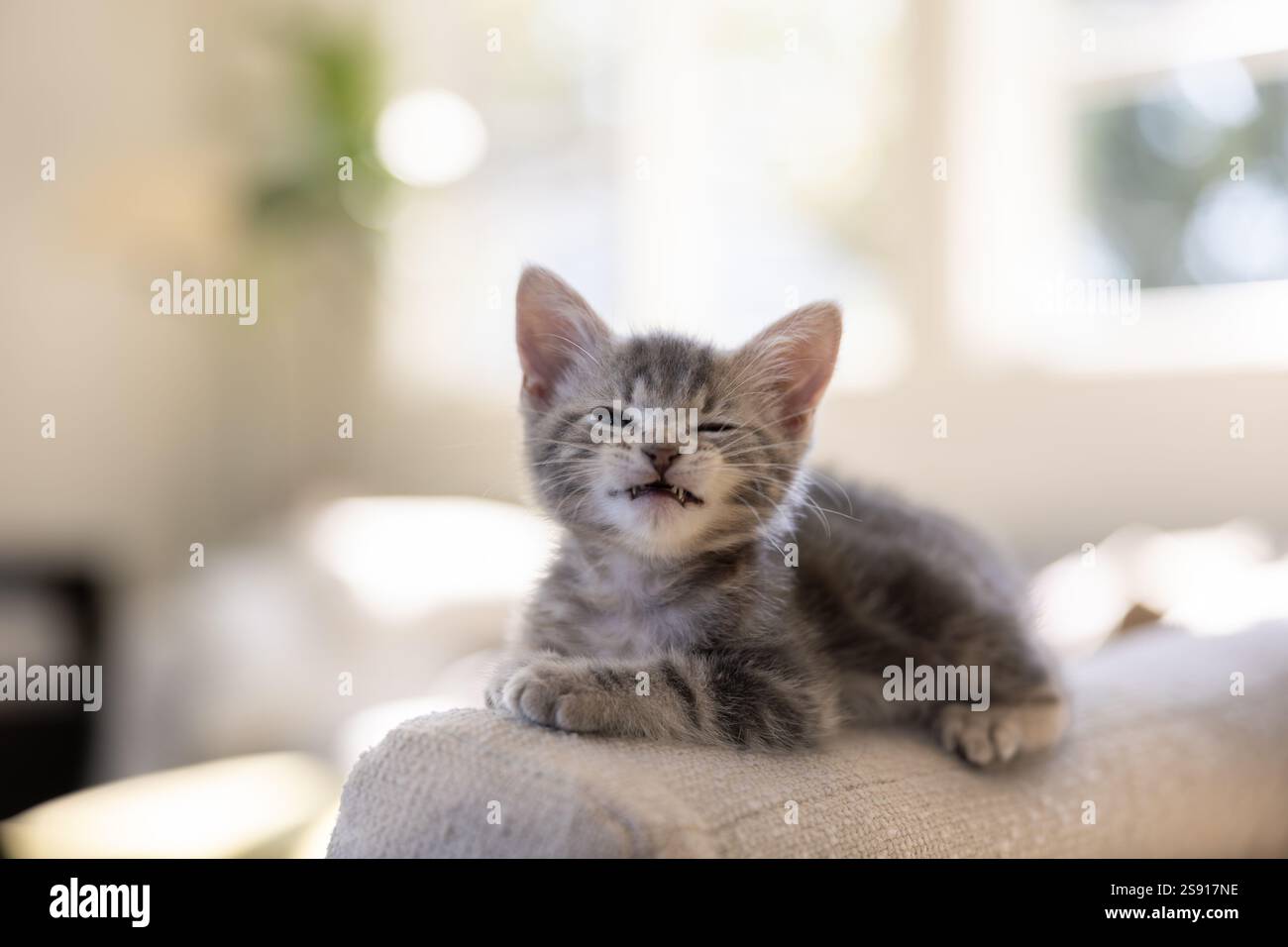 Gattino grigio tabby con faccia divertente Foto Stock
