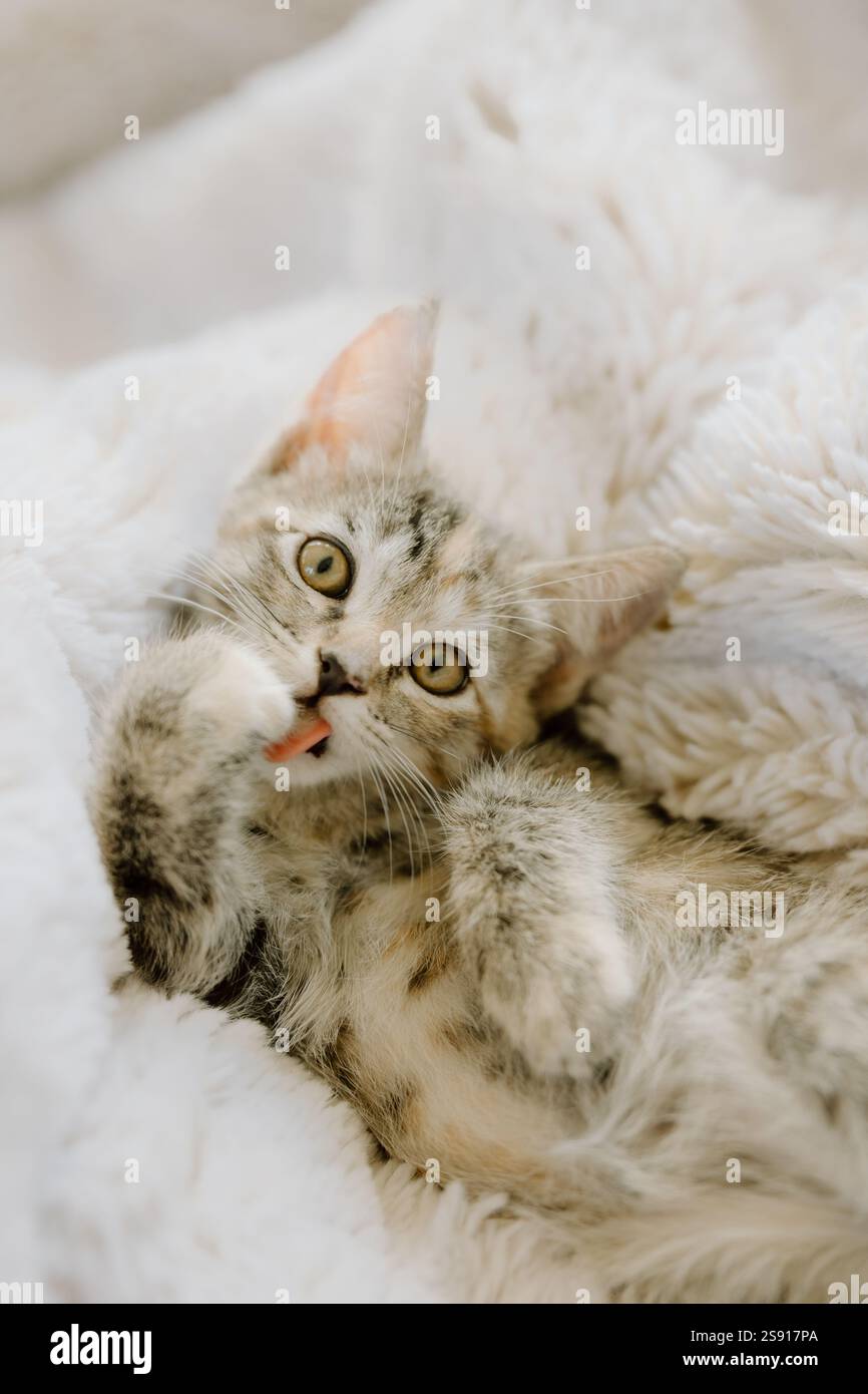 Un gattino accogliente che lecca la zampa Foto Stock