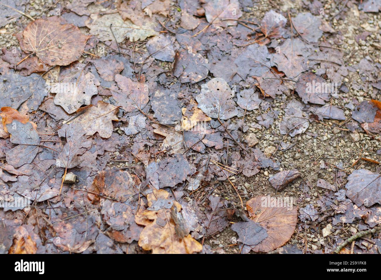 Uno strato denso e umido di foglie cadute sul terreno, formando un tappeto colorato e naturale. Foto Stock