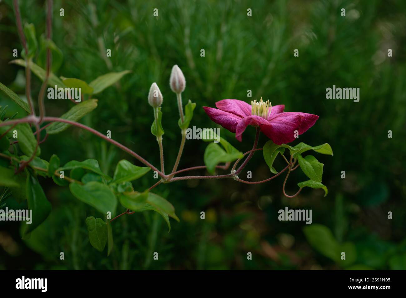 Un unico fiore clematis rosa intenso, con due gemme intatte sullo stesso vitigno, tra un fogliame verde intenso Foto Stock