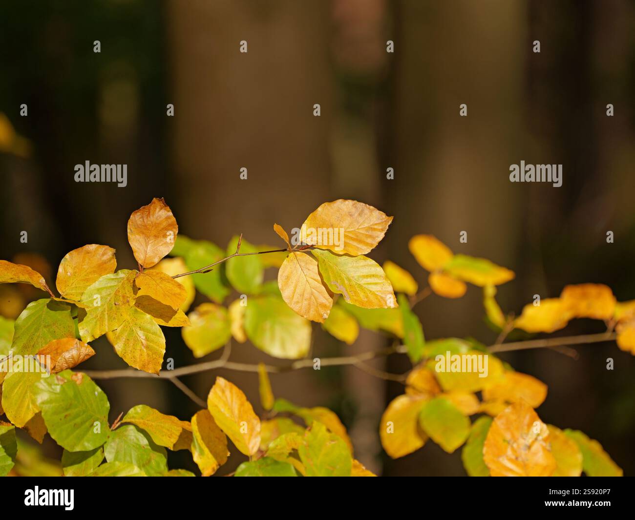 le foglie gialle brillanti pendono sui rami. Le foglie gialle brillanti pendono sui rami e inaugurano l'autunno Foto Stock