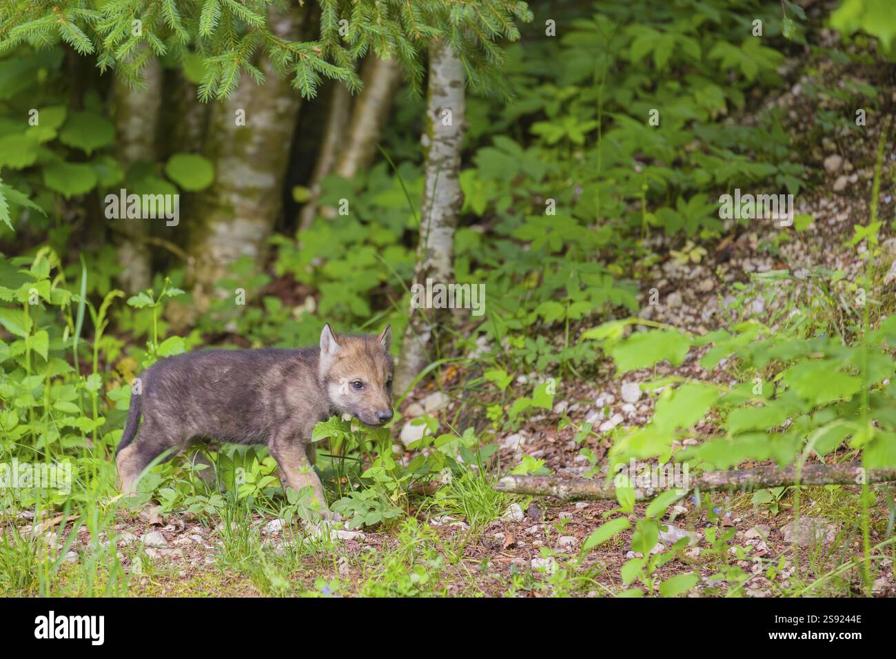 Un cucciolo di lupo (Canis lupus lupus) attraversa una fitta vegetazione ai margini di una foresta Foto Stock