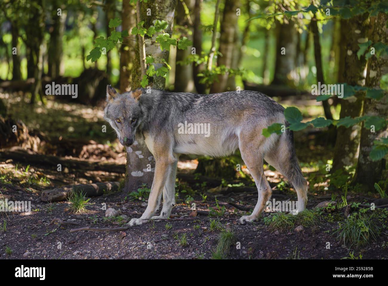 Un lupo grigio maschio (Canis lupus lupus) si trova ai margini di una foresta a guardare qualcosa Foto Stock