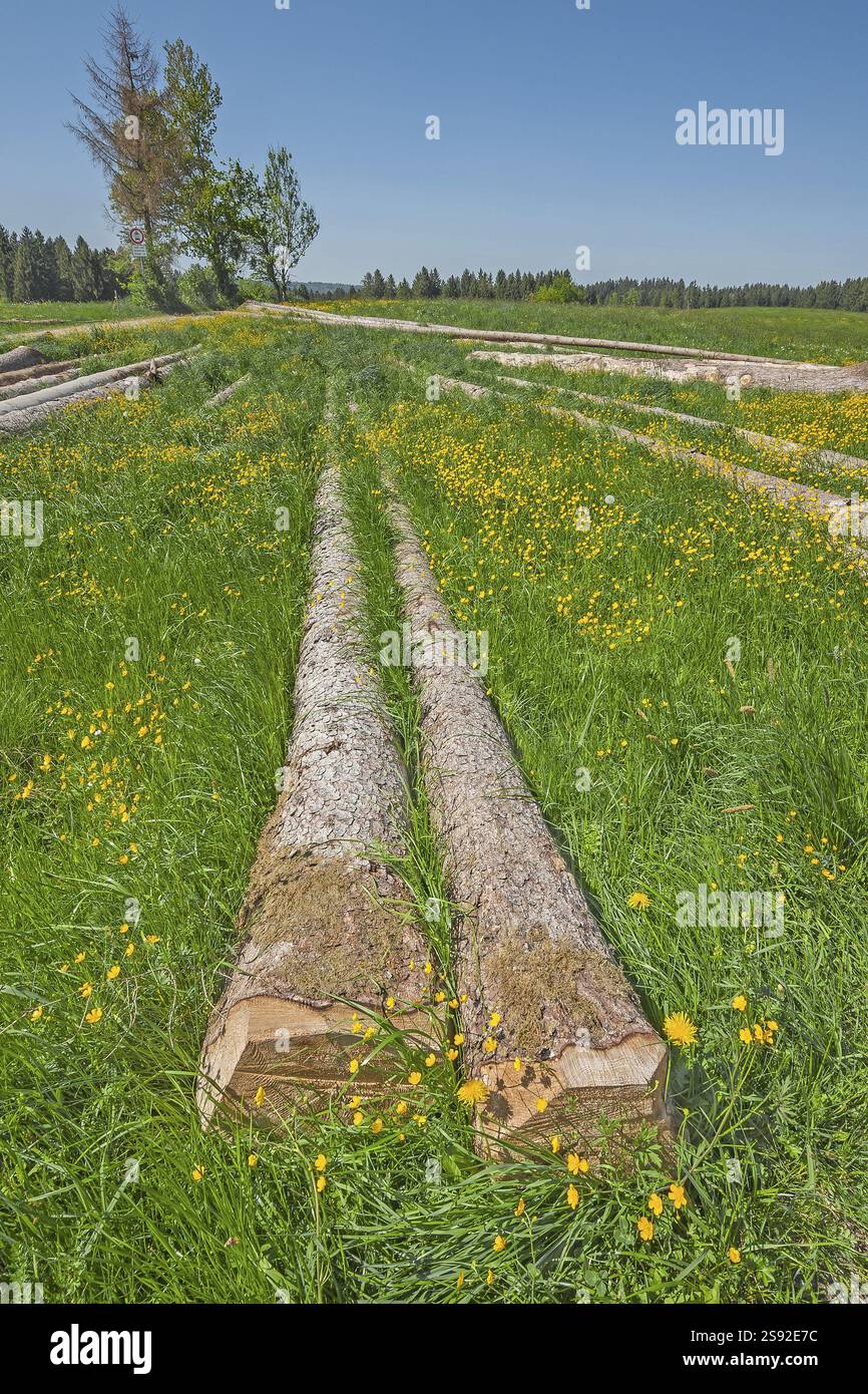 Tronchi di abete rosso, abete rosso europeo (Picea abies), nel prato primaverile, alta Baviera, Baviera, Germania, Europa Foto Stock