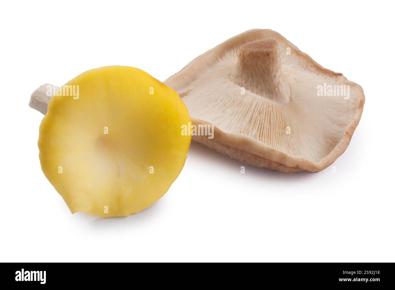 Ripresa in studio di funghi Chanterelle Shiitake tagliati su uno sfondo bianco - John Gollop Foto Stock