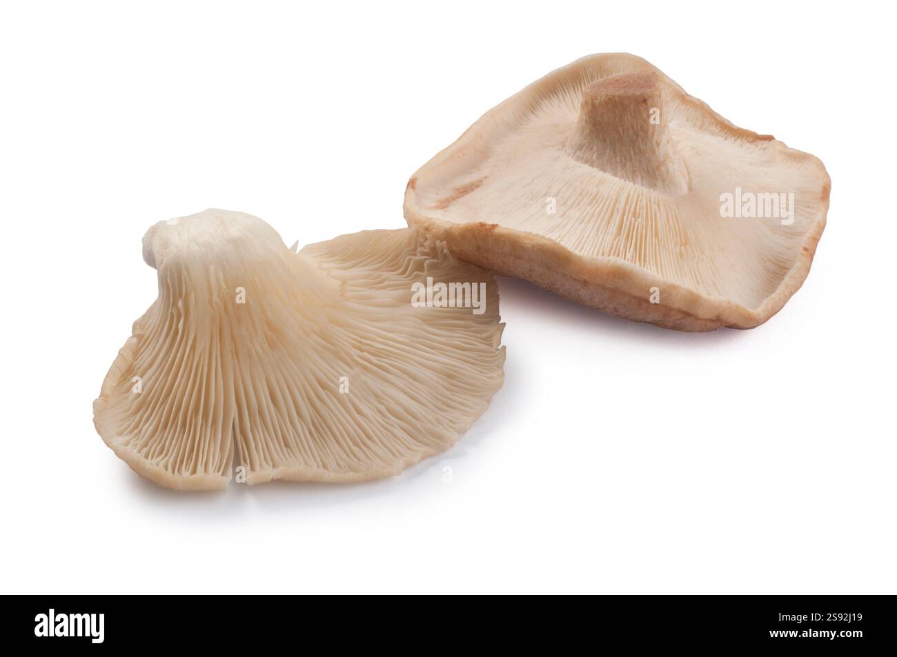 Ripresa in studio di funghi Shiitake e Oyster tagliati su uno sfondo bianco Foto Stock