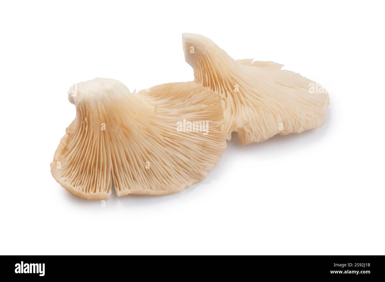 Foto in studio di funghi ostrici ritagliati su sfondo bianco Foto Stock