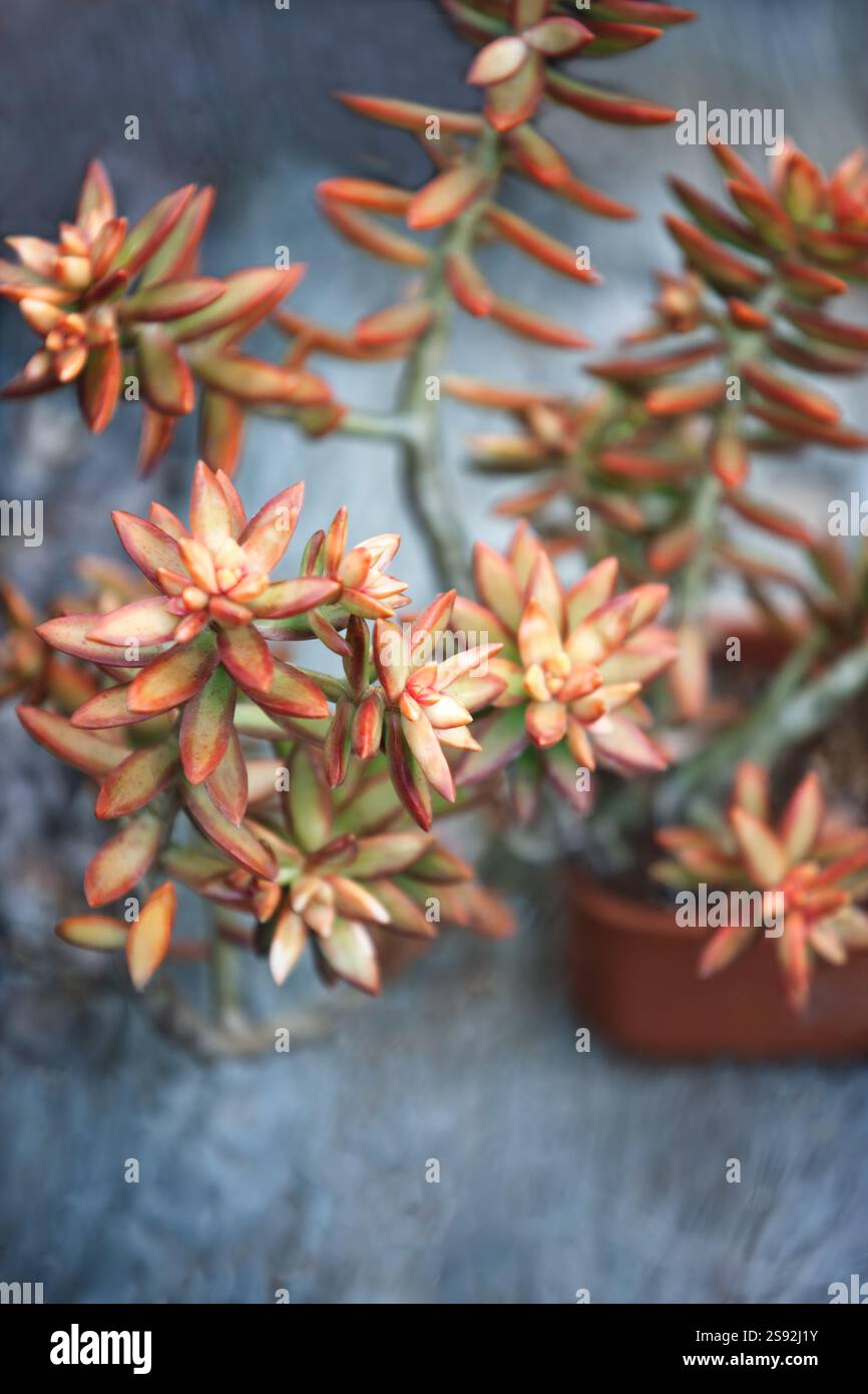 Sedum adolphii, Sedum nussbaumerianum germogli, pianta succulenta, nota anche come stonecrop Foto Stock