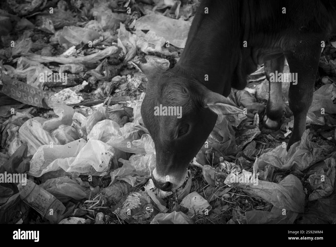 Le mucche cercavano cibo in enormi mucche di spazzatura. Un quadro cupo dell'inquinamento ambientale e dei rifiuti Foto Stock