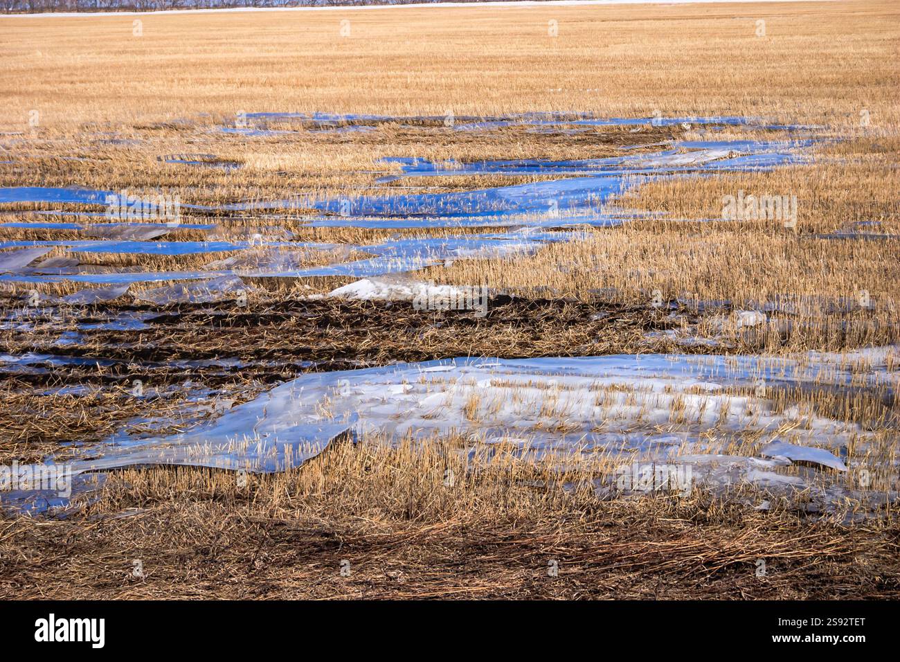 Un campo d'erba con una grande pozza d'acqua al centro. L'acqua riflette il cielo e l'erba Foto Stock