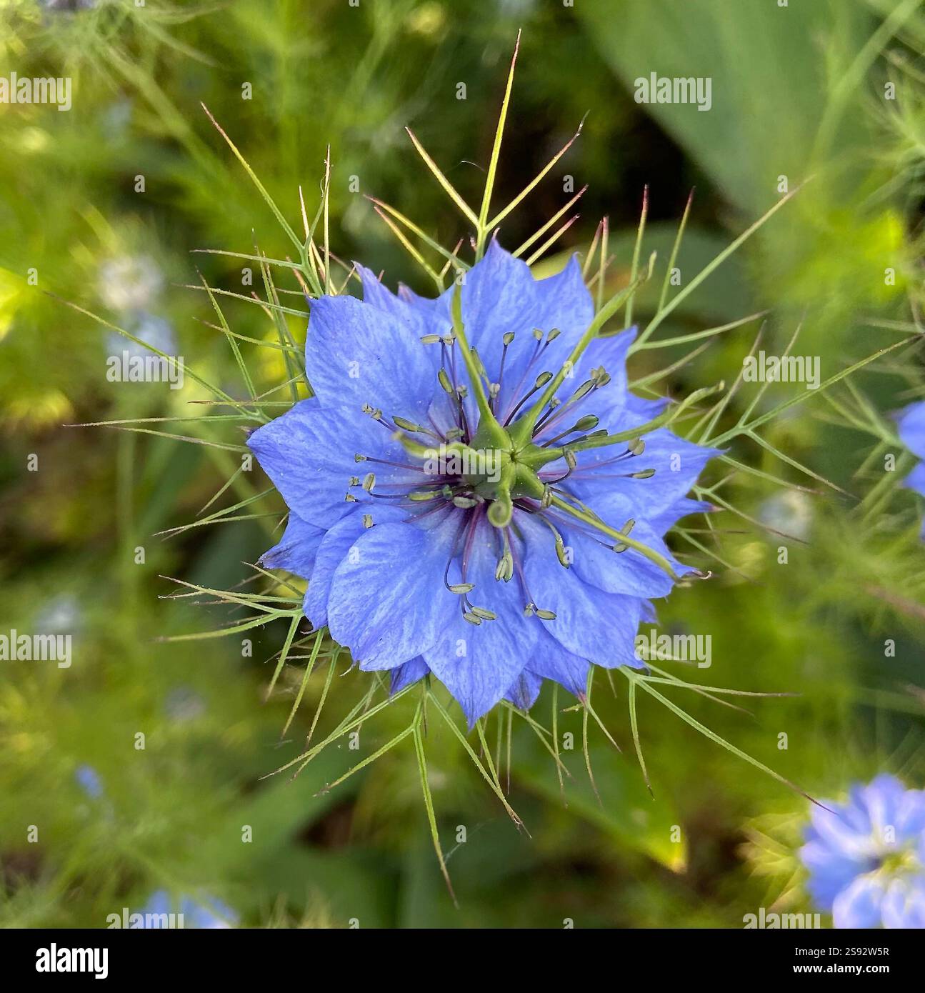 Amore in una nebbia fiore Foto Stock