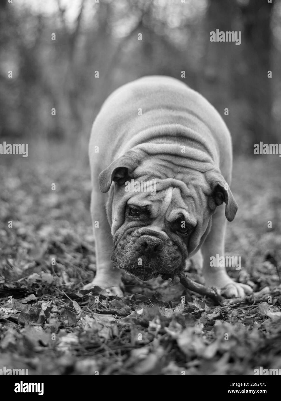 Primo piano di un Bulldog inglese che cammina nella foresta Foto Stock