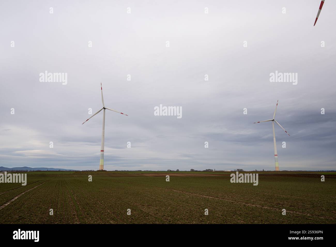 , Deutschland, Rheinland-Pfalz, Offenbach an der Queich, 24.01.2025, Mehrere Windkraftanlagen in einer ländlichen Landschaft unter bewölktem Himmel, Foto Stock