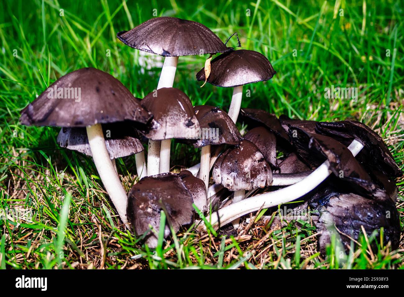 Un gruppo di funghi cresce in un campo di erba. I funghi sono bianchi e neri e sono sparsi per tutta l'erba Foto Stock