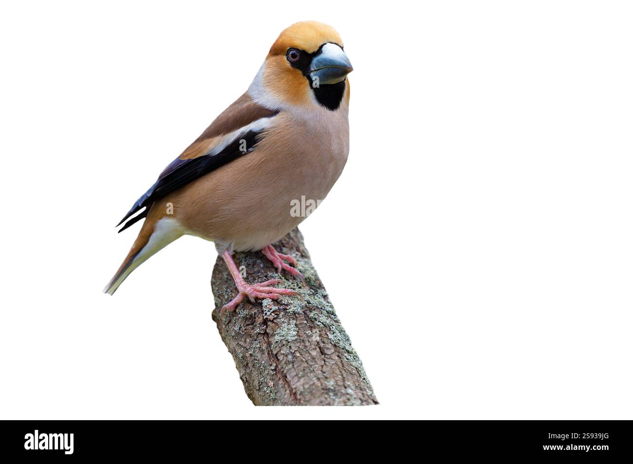 Uccellino arroccato sul ramo dell'albero isolato su sfondo bianco. Hawfinch Foto Stock