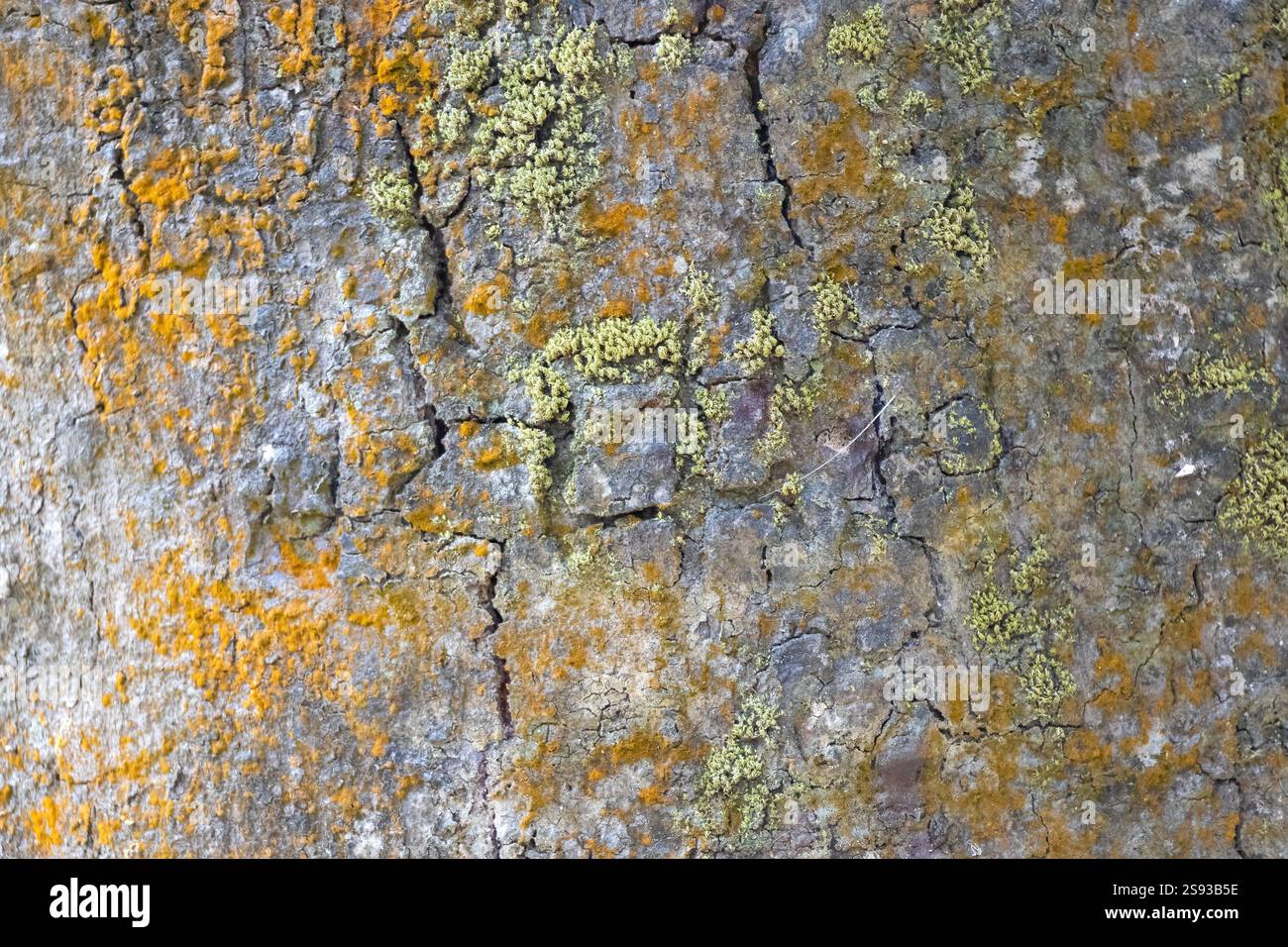 Il muschio verde cresce sulla corteccia di un vecchio albero. Primo piano della struttura della corteccia dell'albero. Foto Stock
