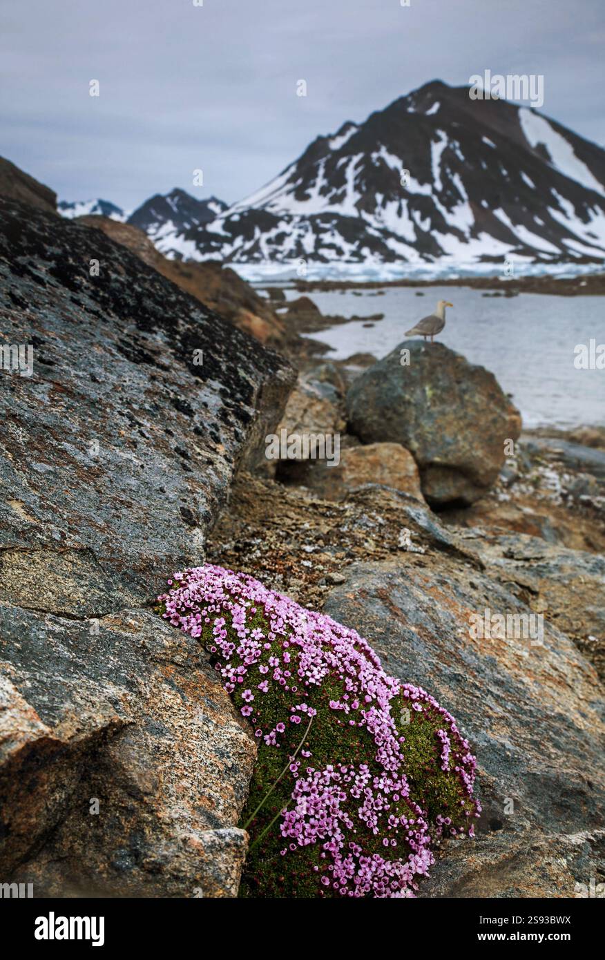 Moss Campion, Silene acaulis in Groenlandia. La pianta della zona artica dell'emisfero settentrionale fiorisce di fiori viola. Il piccolo fiore rosa è gr Foto Stock