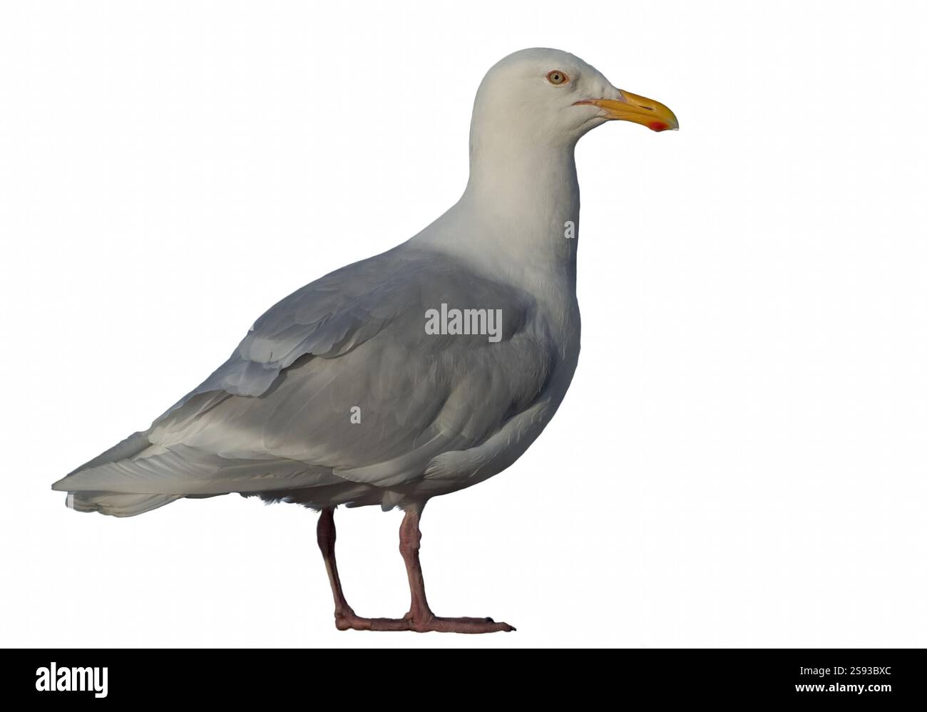 Un grande isolato polare di gabbiano Glacous su sfondo bianco. Gabbiano Glaucous, Larus hyperboreus, uccello singolo. Seagull si trova su uno sfondo bianco. Foto Stock