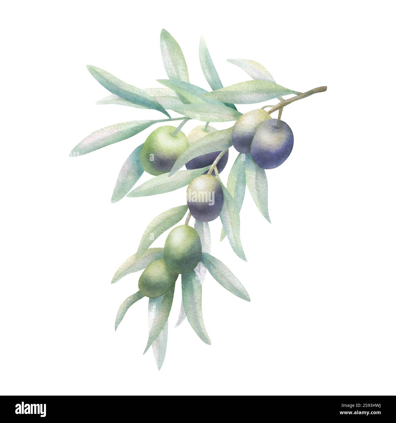 Ramoscello d'oliva con foglie e frutta in stile realistico. Illustrazione isolata ad acquerello botanico disegnata a mano con olive verdi e nere. Disegno floreale per la cucina mediterranea o etichetta della bottiglia di olio. Foto Stock