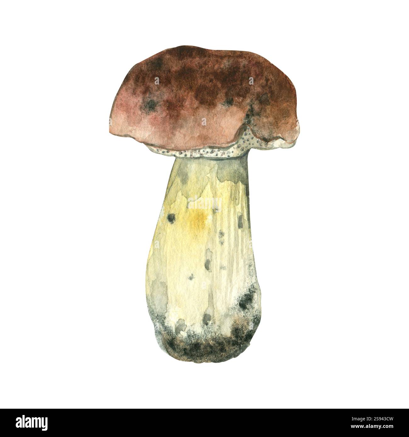 Fungo bianco con tappo marrone e stelo bianco, disegnato a mano con acquerello e isolato su sfondo bianco. Illustrazione acquerello. Foto Stock