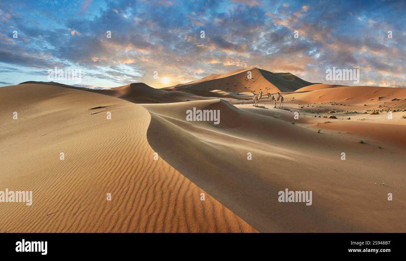 Le splendide dune di sabbia di Erg Chebbi Saharah con cammelli, il Sahara, il Marocco all'alba, il paesaggio panoramico Foto Stock