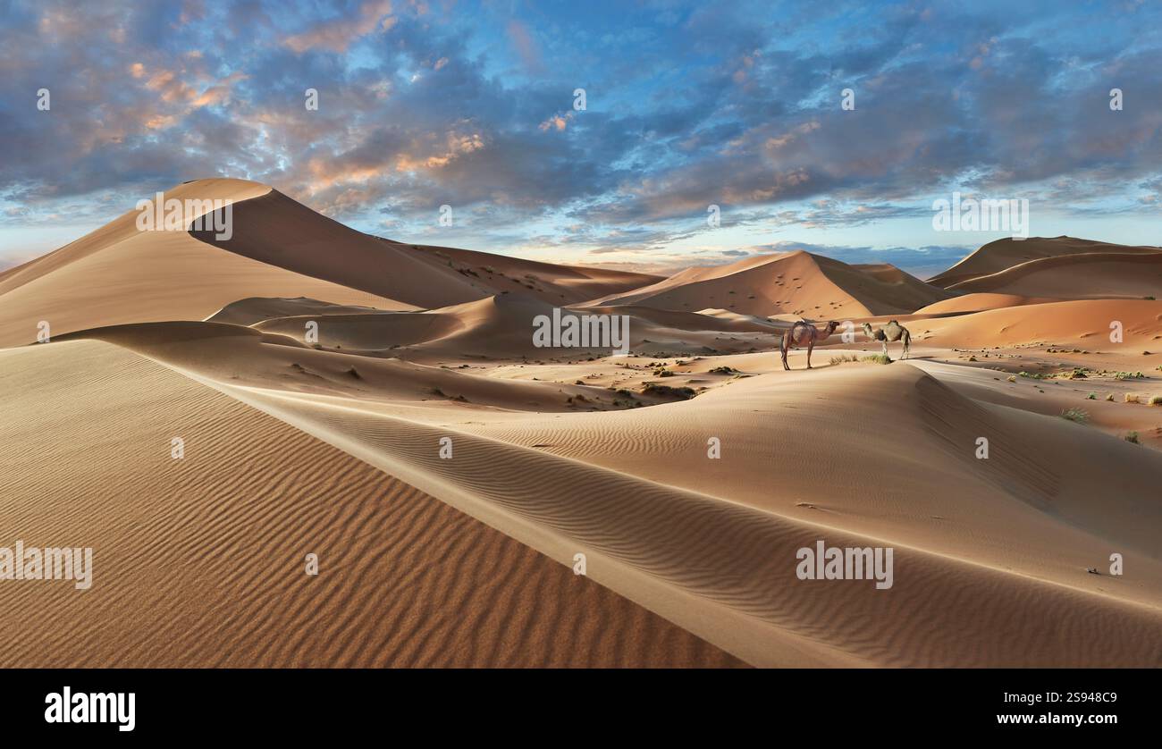 Le splendide dune di sabbia di Erg Chebbi Saharah con cammelli, il Sahara, il Marocco all'alba, il paesaggio panoramico Foto Stock
