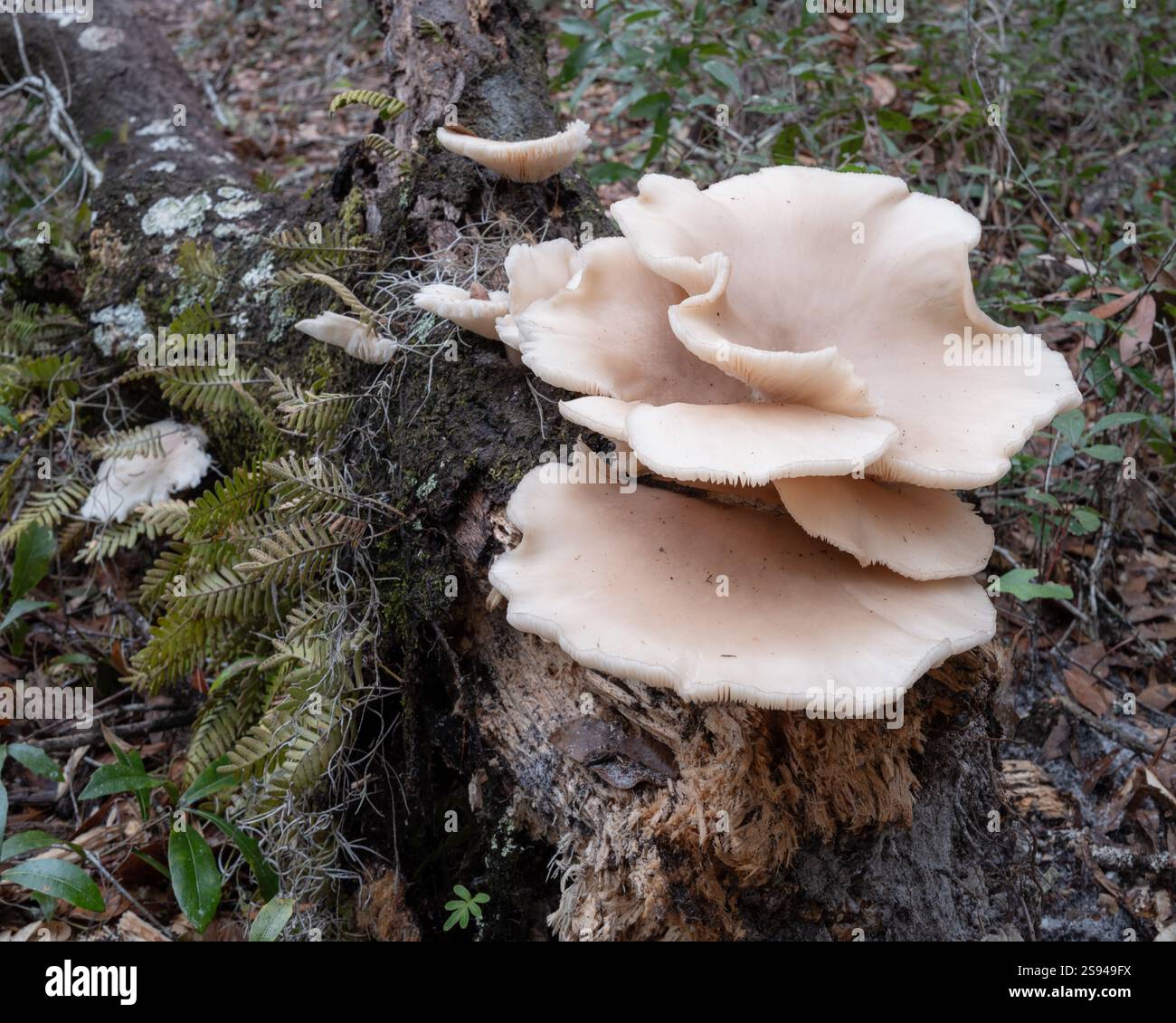 Fungo di ostrica della Florida. Pleurotus ostreatus è stato trovato selvaggio in natura, Dunnellon, Florida lungo il Florida Trail vicino Pruitt Trailhead Foto Stock