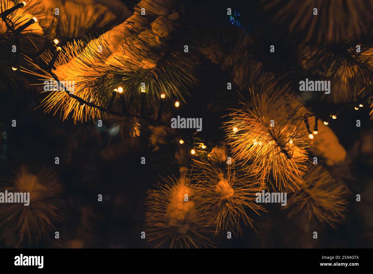 Primo piano di rami di pino spolverati di neve decorati con calde luci accese, creando un'atmosfera festosa e accogliente. Perfetto per Natale e wi-fi Foto Stock