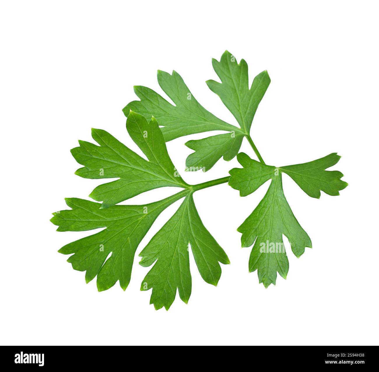 Prezzemolo verde con foglie piatte, ritaglio isolato su bianco Foto Stock