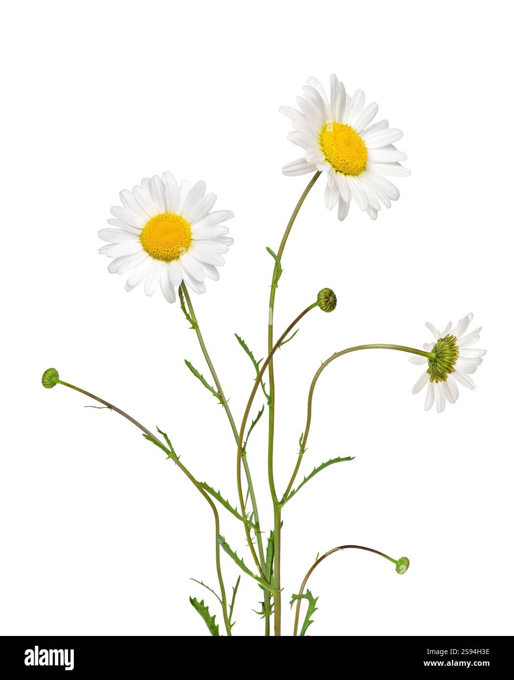 Un mucchio di fiori a margherita Oxeye isolava il ritaglio sul bianco Foto Stock