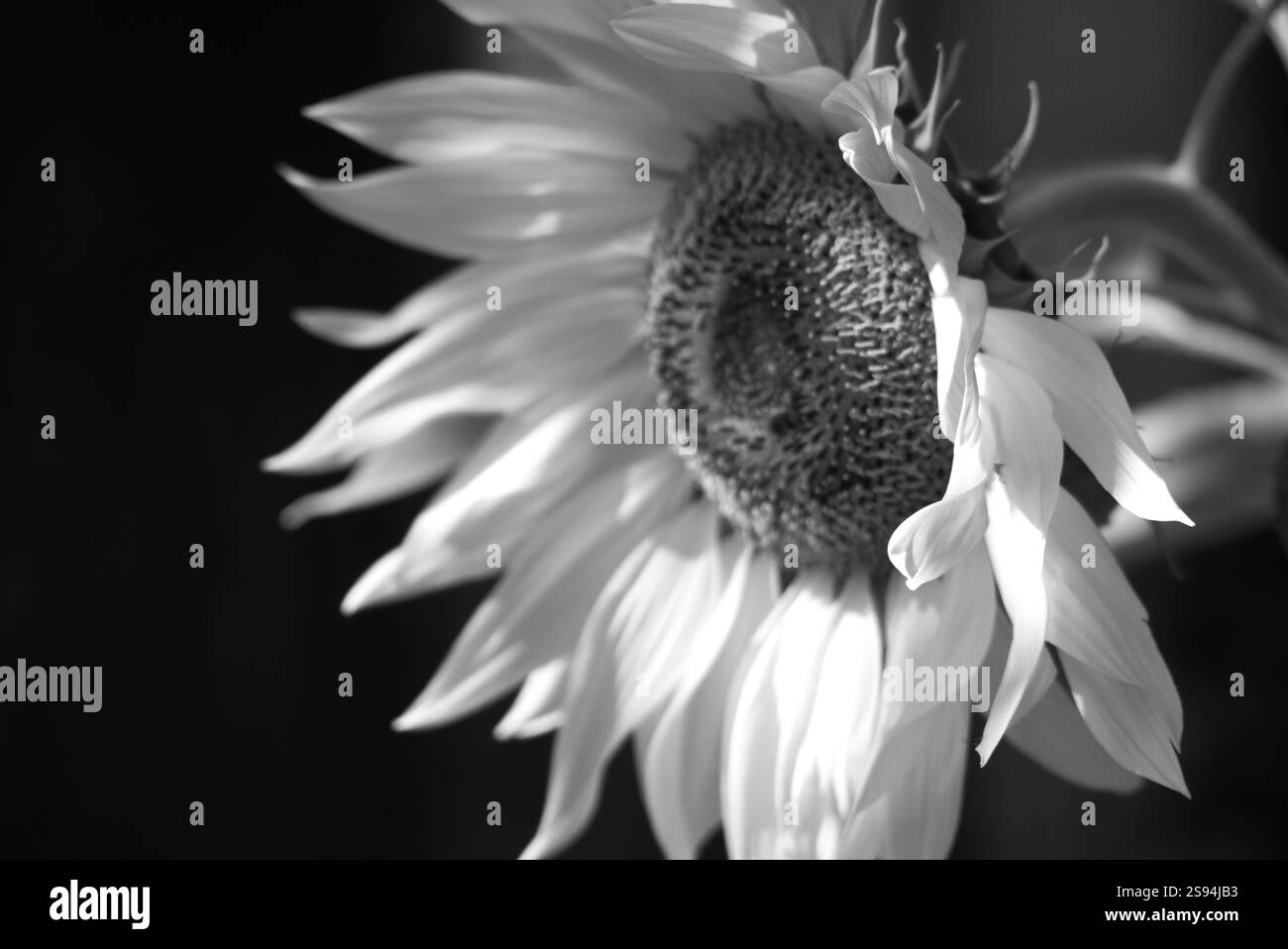 Girasole giallo brillante su sfondo scuro Foto Stock