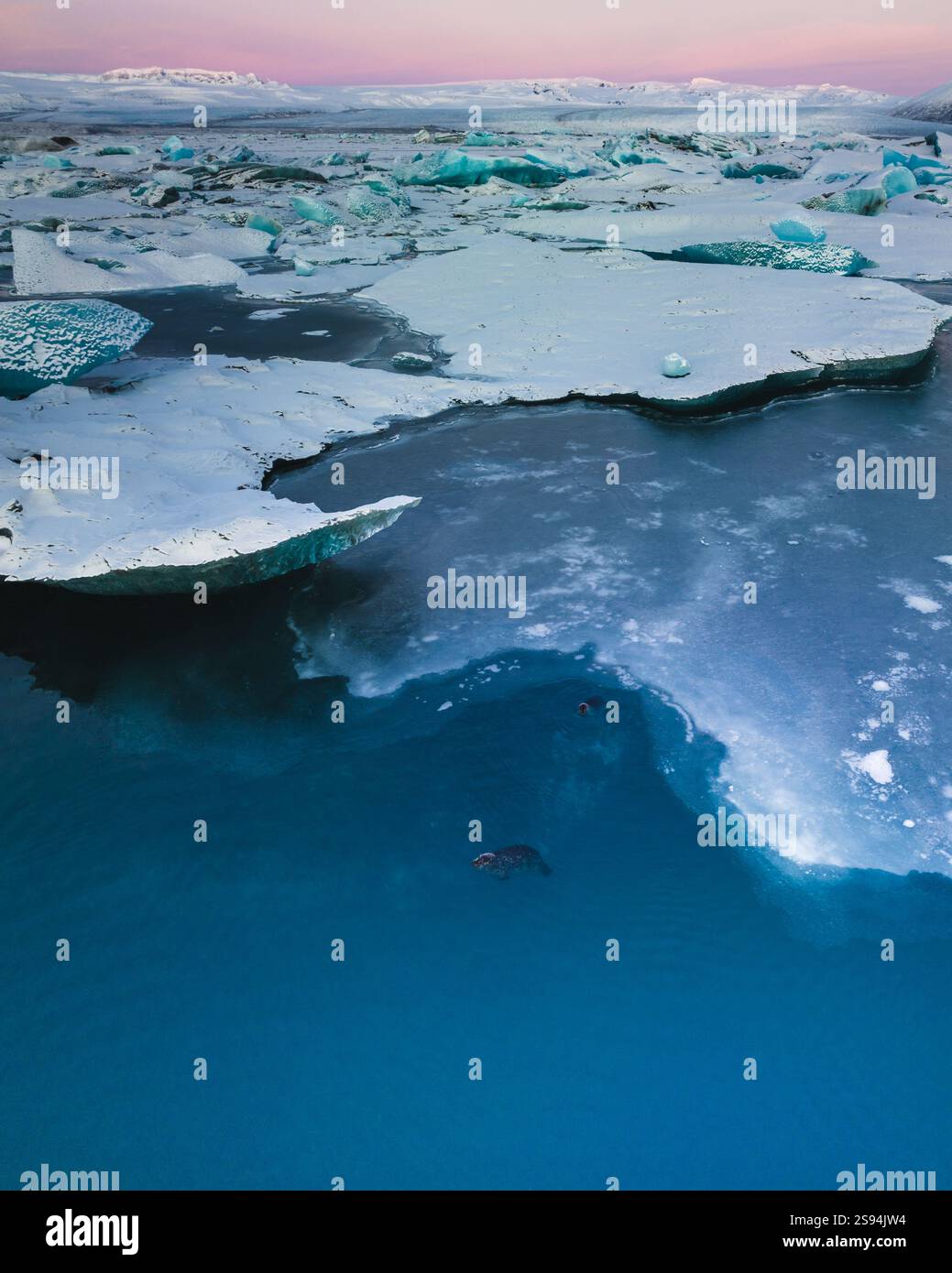 Vista aerea delle foche che nuotano tra gli iceberg a Jökulsárlón, nell'Islanda meridionale, all'alba Foto Stock