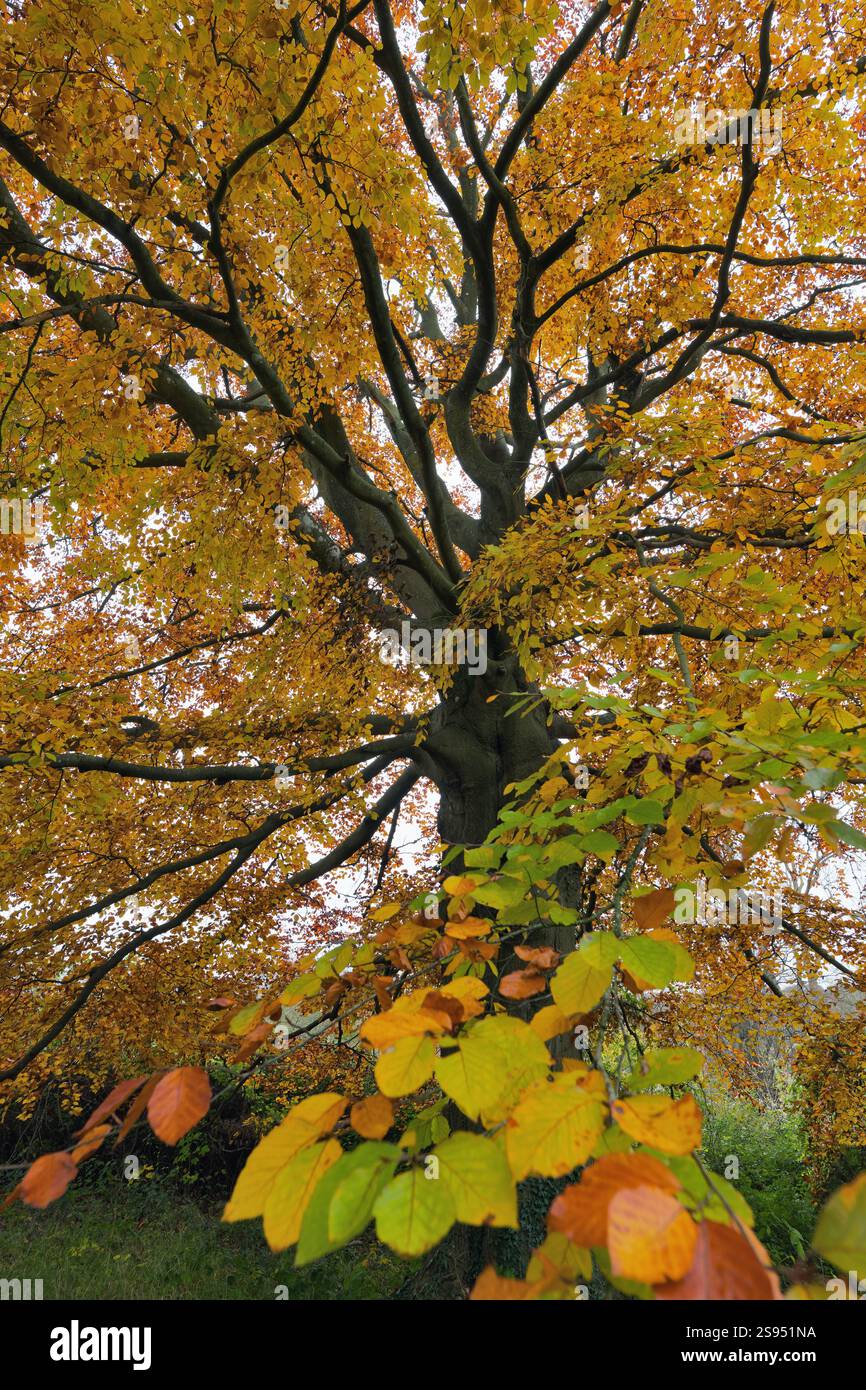 Dettaglio di un comune faggio, Fagus Sylvatica, in pieno autunno Foto Stock