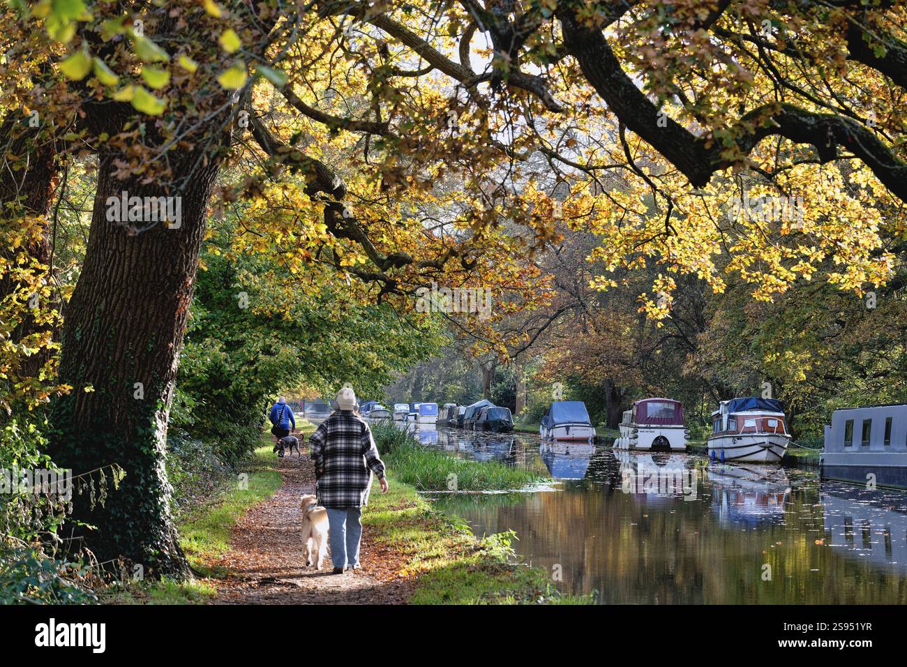 Il canale di navigazione del fiume Wey in una colorata giornata autunnale New Haw Surrey Inghilterra Regno Unito Foto Stock