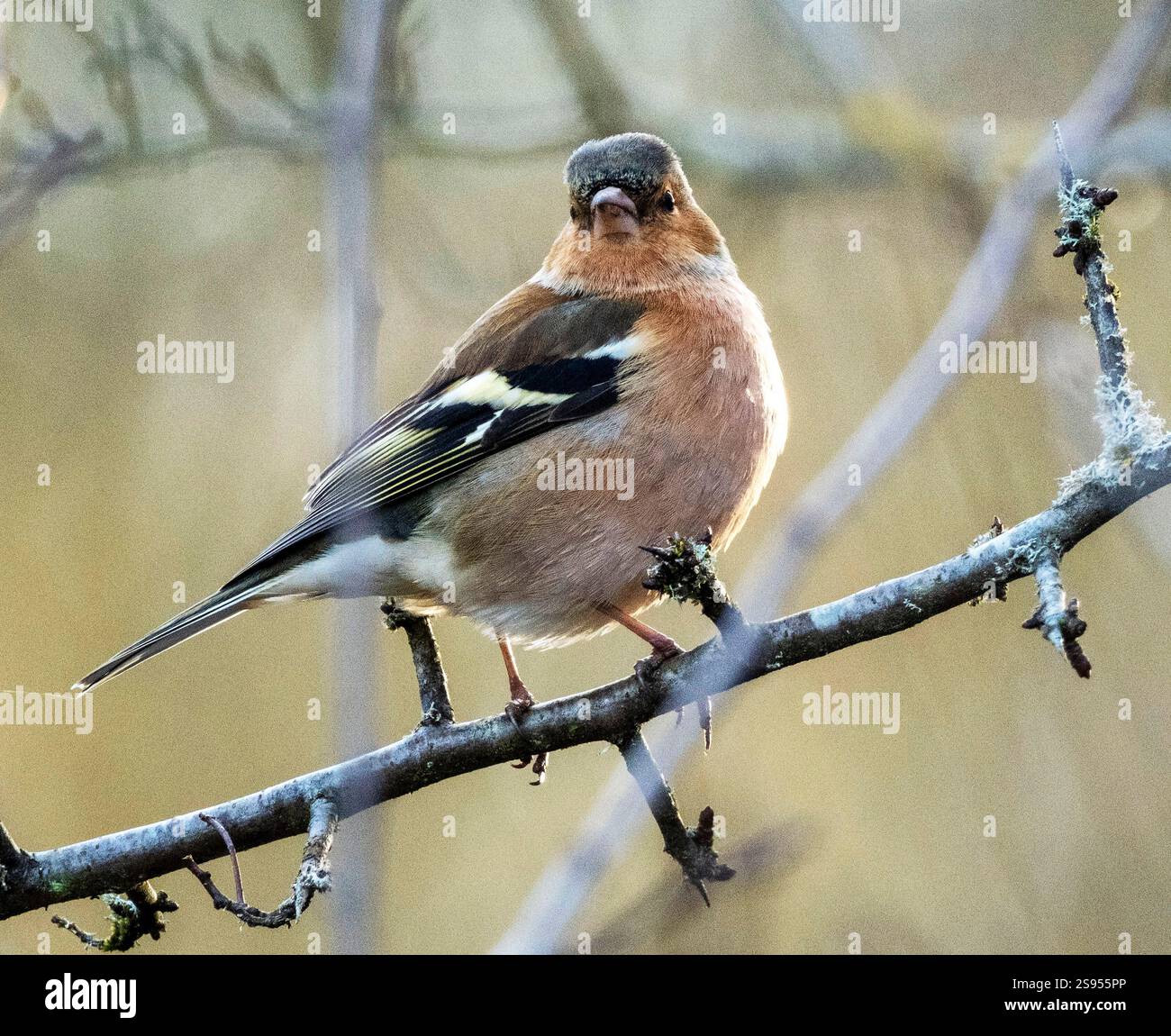 Maschio Chaffinch (Fringilla coelebs) arroccato in un albero a gennaio, West Lothian, Scozia. Foto Stock