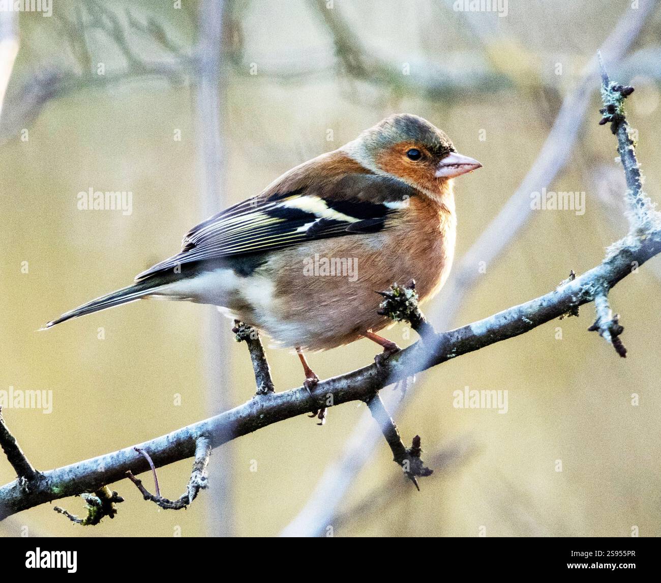 Maschio Chaffinch (Fringilla coelebs) arroccato in un albero a gennaio, West Lothian, Scozia. Foto Stock