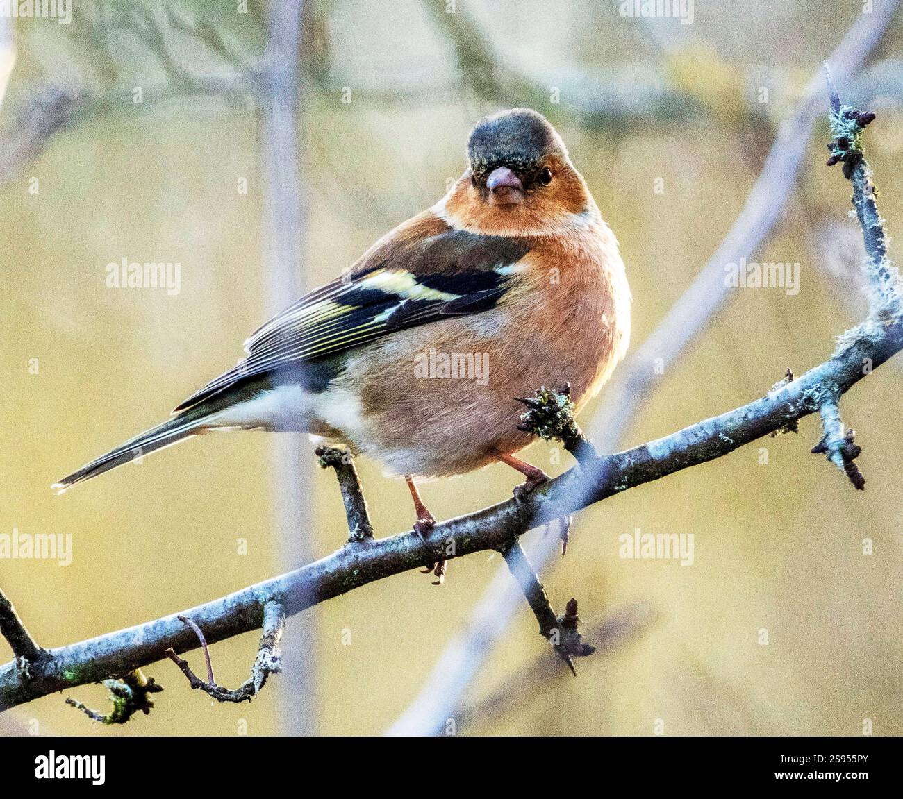 Maschio Chaffinch (Fringilla coelebs) arroccato in un albero a gennaio, West Lothian, Scozia. Foto Stock