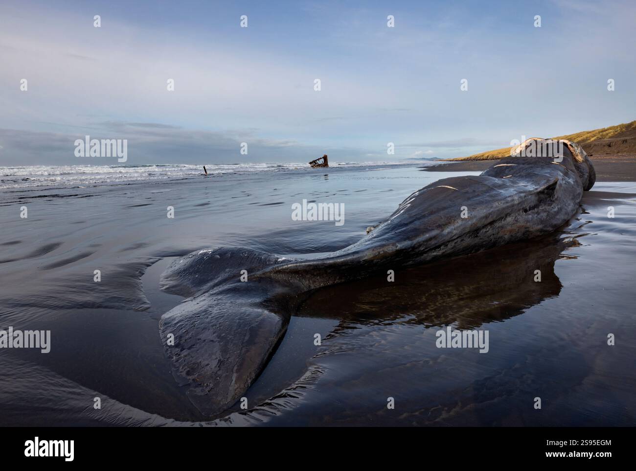 40 metri di sperma spiaggiato nel Fort Stevens State Park, Oregon, Stati Uniti. Foto Stock