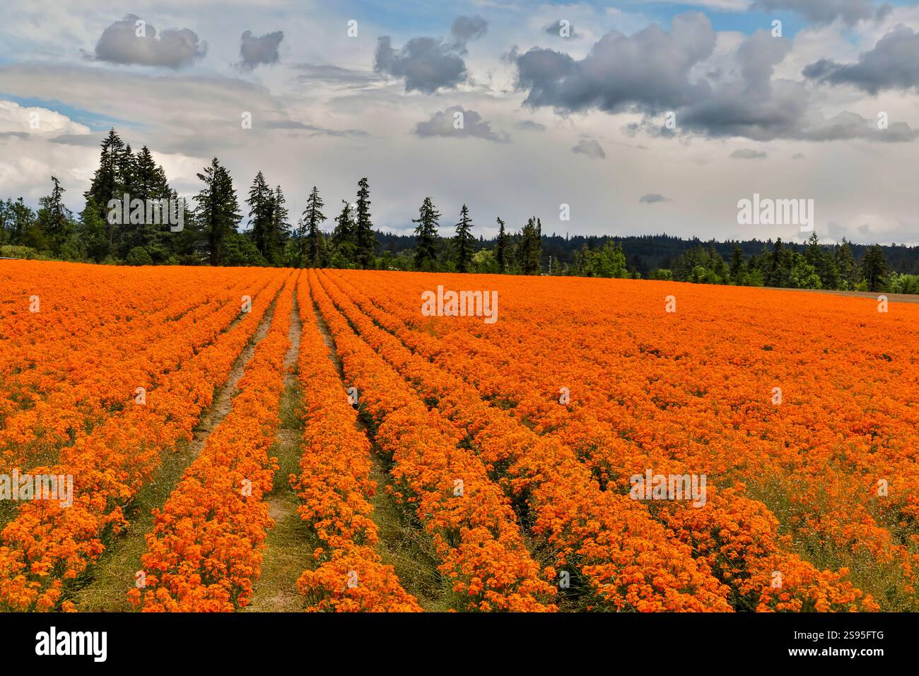 USA, Oregon, Silverton. Campo di fiori di parrucchiere d'arancia coltivato in file per semi Foto Stock